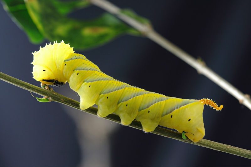 Makale: Bir Larva Masalı